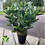 Best Artificial 2ft/50cm Dwarf Bay Tree Potted Laurel Plant for Outdoor Garden