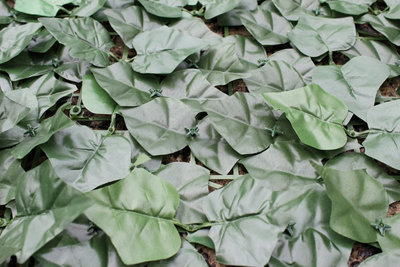 Best Artificial English Ivy Leaf Screening Roll 3m x 1m Privacy Hedging Garden Fence UV Fade Protected