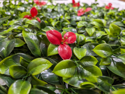 Best Artificial Laurel Leaf Red Flower Hedging Mat - 50cm x 50cm (20" x 20") UV Stable