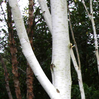 Betula Jacquemontii Tree - Striking White Bark, Graceful Form, Hardy (5-6ft)