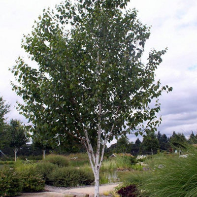 Betula Jacquemontii Tree - Striking White Bark, Graceful Form, Hardy (5-6ft)