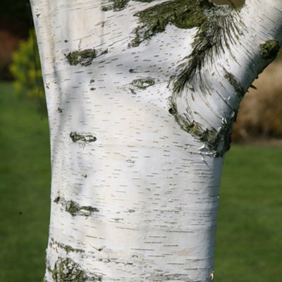 Betula Pendula Tree - Graceful Weeping Form, Attractive Bark, Hardy (5-6ft)