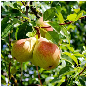 Beurre Hardy Pear Tree 4ft Tall in a 6L Pot, Ready to Fruit, Full & Distinctive Flavour. 3FATPIGS