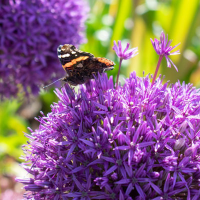 Big Buy Value Pack Allium Bulbs-Purple (17 Bulbs) Bee Friendly - 3