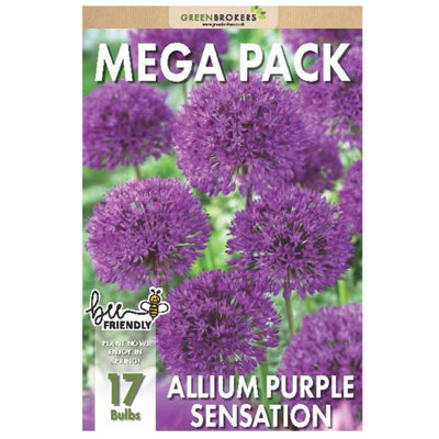 Big Buy Value Pack Allium Bulbs-Purple (17 Bulbs) Bee Friendly - 5