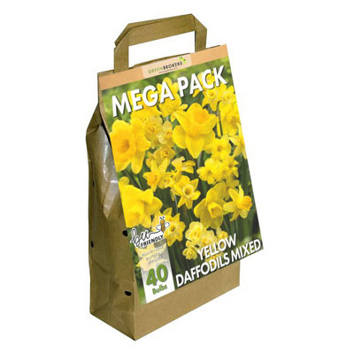 Big Buy Value Pack Daffodil Bulbs-Yellow Narcissus (40 Bulbs) Bee Friendly