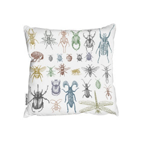 Big Set Of Insects Bugs Beetles And Bees Many Species In Vintage Old Hand Drawn Style (Cushion) / 60cm x 60cm
