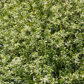Bird Cherry Hedge Prunus padus Set of 50 Bare Root Hedges 90-120cm tall