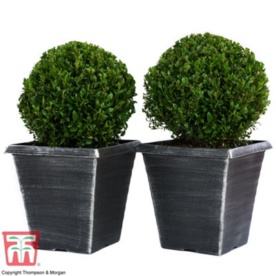 Biscotti Decorative Square Garden Planter in Brushed Silver Lightweight Flower Pots with Pre-Drilled Drainage Holes (x2)