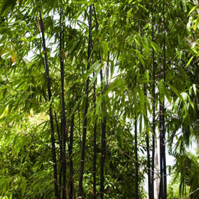 Black Bamboo Phyllostachys Nigra Outdoor Plant 20cm - 30cm Tall 2 Litre Pot