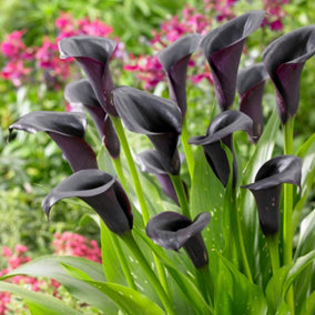 Black Calla Lily 'Cantor' (Zantedeschia) - pack of 3 bulbs