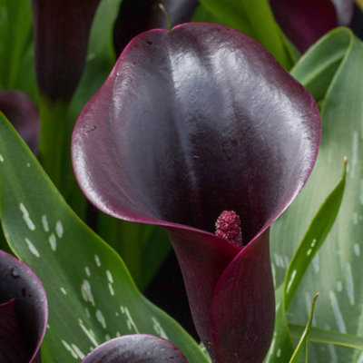 hanging jew plant Wandering Jew Tradescantia Red Silver (4" Pot)