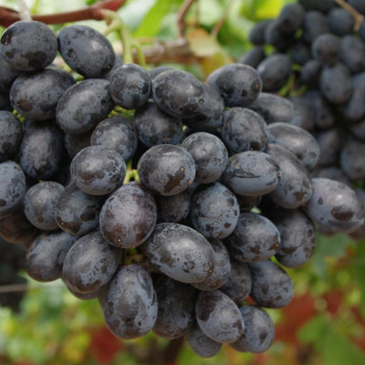 Black Grape Plant in 9cm Pot - Fruit Plants - Grow Your Own