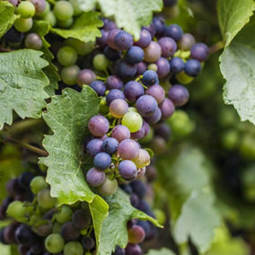 Black Grape Vitis vinifera - Outdoor Fruit Plant, Ideal for UK Gardens, Compact Size (20-30cm Height Including Pot)