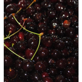 Black Heart Cherry Fruit Tree 5ft Supplied in a 7.5 Litre Pot