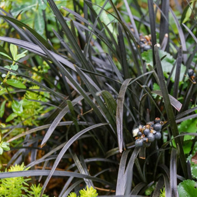 Black Mondo Grass (Ophiopogon planiscapus Nigrescens) - Evergreen