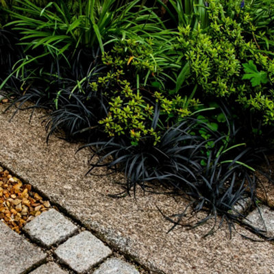 Black Mondo Grass (Ophiopogon planiscapus Nigrescens) - Evergreen