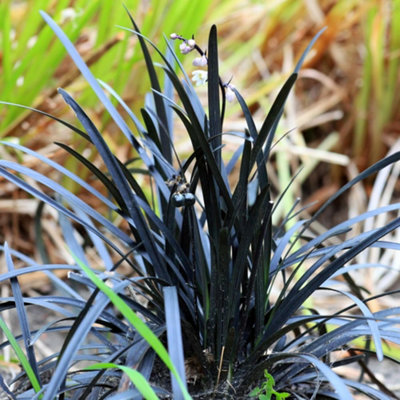 Black Mondo Grass (Ophiopogon planiscapus Nigrescens) - Evergreen