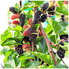 Black Mulberry Tree / Morus Nigra Plant in 2L Pot, Edible Berries 3FATPIGS