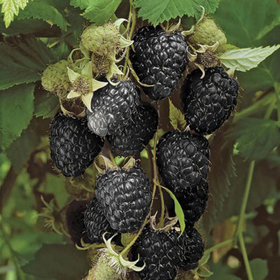 Black Raspberry 'Black Jewel' Plant in a 1.7L Pot Grow Your Own Fruit ...