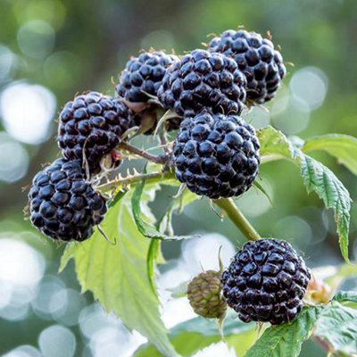 Black Raspberry 'Black Jewel' Plant in a 1.7L Pot Grow Your Own Fruit