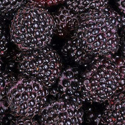 Black Raspberry 'Black Jewel' Plant in a 1.7L Pot Grow Your Own Fruit - 3