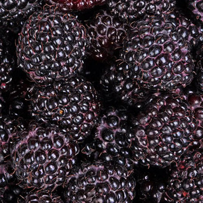 Black Raspberry 'Black Jewel' Plant in a 1.7L Pot Grow Your Own Fruit