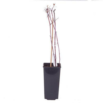 Black Raspberry 'Black Jewel' Plant in a 1.7L Pot Grow Your Own Fruit - 4
