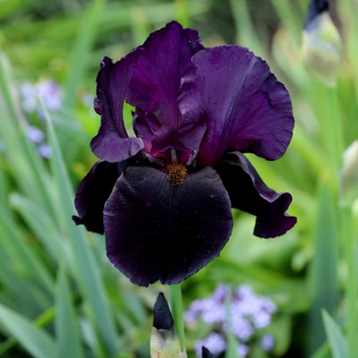Black Swan Bearded Iris Perennials Flowering Plants Iris 2L Pot