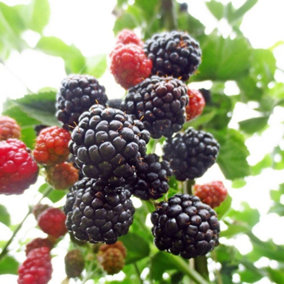 Blackberry Adrienne Fruit Bush Rubus Fruiting Berry Shrub Plant 3L Pot
