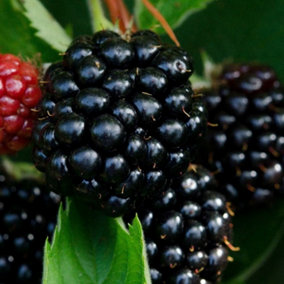Blackberry Bedford Giant Fruit Bush Rubus Fruiting Berry Shrub Plant 3L Pot