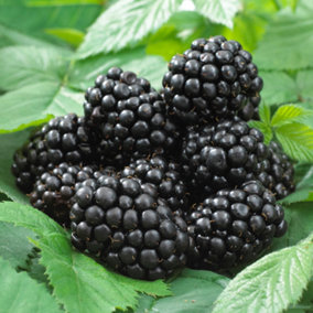 Blackberry Black Satin - Thornless, Rich Blackberries, Compact Size (20-30cm Height Including Pot)