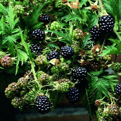 Blackberry Black Satin - Thornless, Rich Blackberries, Compact Size (20-30cm Height Including Pot)