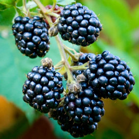 Blackberry Loch Ness Fruit Bush Rubus Fruiting Berry Shrub Plant 3L Pot