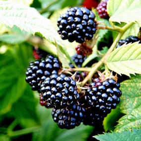 Blackberry Merton Thornless Fruit Bush Rubus Fruiting Berry Shrub Plant 3L Pot