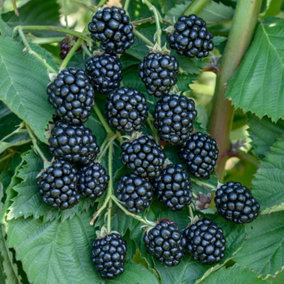 Blackberry Navaho - Thornless, High-Yield, Compact Size (30-40cm Height Including Pot)