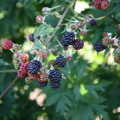 Blackberry Oregon Thornless Fruit Bush Rubus Fruiting Berry Shrub Plant 3L Pot