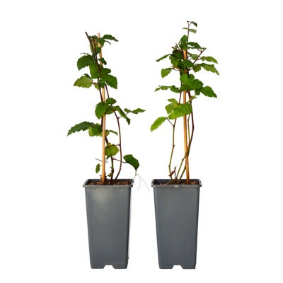 Blackberry plant - 2 pcs. - Rubus fruticosus 'Thornfree' - H50-60cm - Pot 15cm