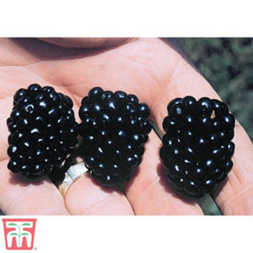 Blackberry (Rubus) Apache 9cm Pot x 1