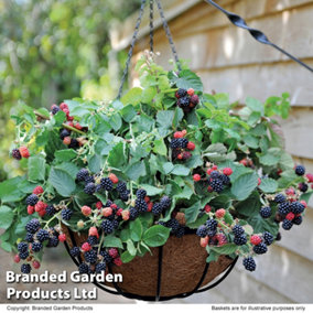Blackberry (Rubus) Black Cascade 9cm Pot x 1