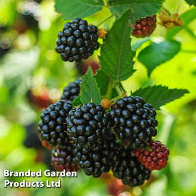 Blackberry (Rubus) Black Cascade 9cm Pot x 3