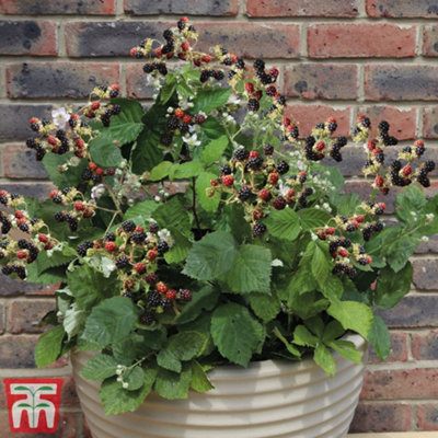 Blackberry (Rubus) Coolaris Patio 9cm Pot x 1