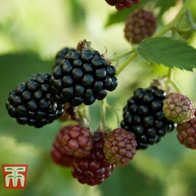 Blackberry (Rubus) Thornfree 9cm Pot x 1