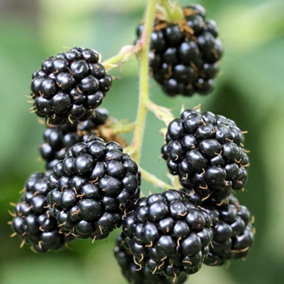 Blackberry Waldo Fruit Bush Rubus Fruiting Berry Shrub Plant 3L Pot
