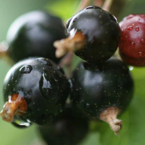 Blackcurrant Ben Connan Fruit Bush Ribes Fruiting Shrub Plant 3L Pot