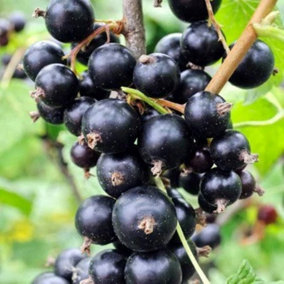 Blackcurrant Ben Sarek Fruit Bush Ribes Fruiting Shrub Plant 3L Pot