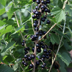 Blackcurrant Big Ben Fruit Bush Ribes Fruiting Shrub Plant 3L Pot