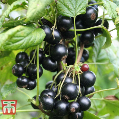 Blackcurrant (Ribes) Ben Connan 9cm Pot x 1