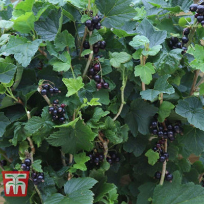 Blackcurrant (Ribes) Ben Connan 9cm Pot x 3