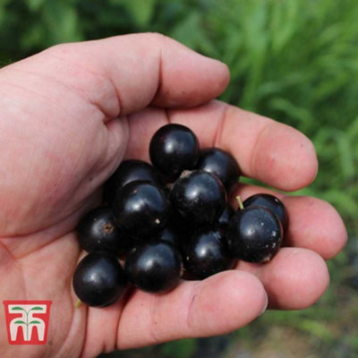 Blackcurrant (Ribes) Giant (nigrum) Summer Pearls 9cm Pot x 1
